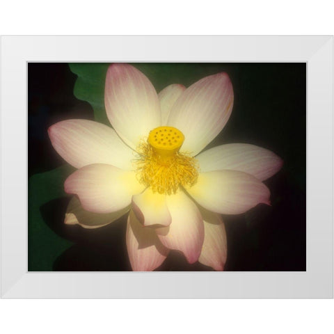 Lotus Flower White Modern Wood Framed Art Print by Vizvary, Susan