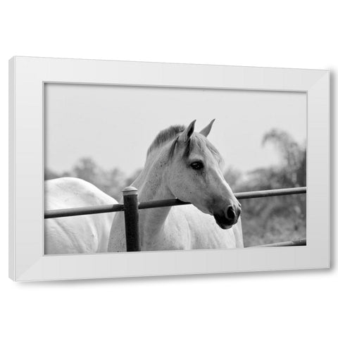 White Horse Over Fence White Modern Wood Framed Art Print by Vizvary, Susan