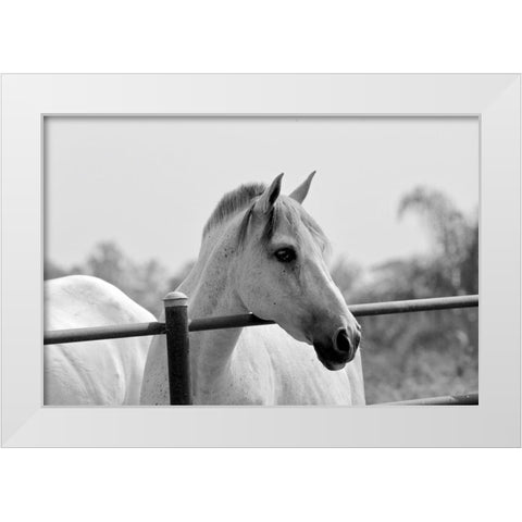 White Horse Over Fence White Modern Wood Framed Art Print by Vizvary, Susan