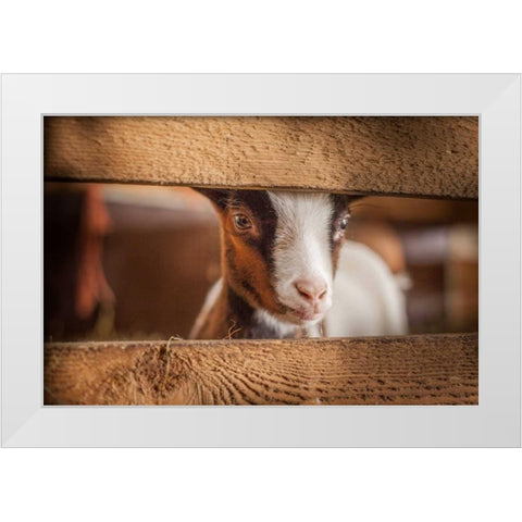 Spring Lamb White Modern Wood Framed Art Print by Henk van Gog