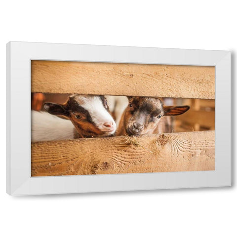 Spring Lamms White Modern Wood Framed Art Print by Henk van Gog