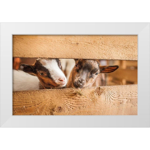 Spring Lamms White Modern Wood Framed Art Print by Henk van Gog