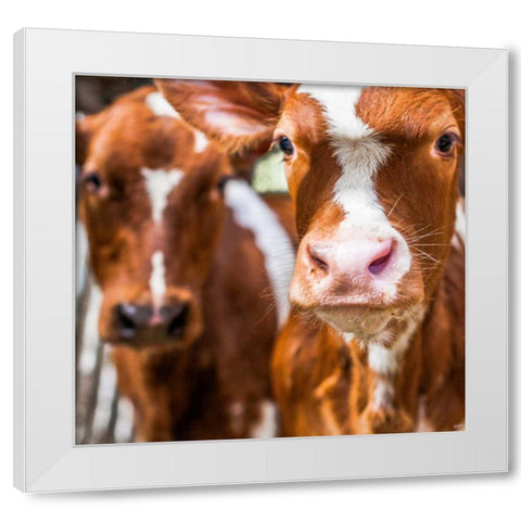Spring cows 1 White Modern Wood Framed Art Print by Henk van Gog