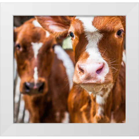 Spring cows 1 White Modern Wood Framed Art Print by Henk van Gog