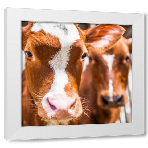 Spring cows 2 White Modern Wood Framed Art Print by Henk van Gog