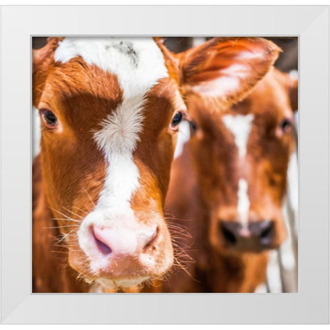 Spring cows 2 White Modern Wood Framed Art Print by Henk van Gog