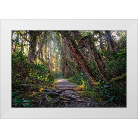 Woods I White Modern Wood Framed Art Print by Kostka, Vladimir