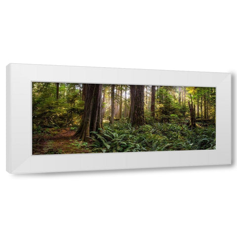 Woods II White Modern Wood Framed Art Print by Kostka, Vladimir