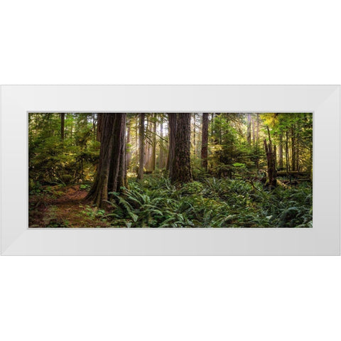 Woods II White Modern Wood Framed Art Print by Kostka, Vladimir