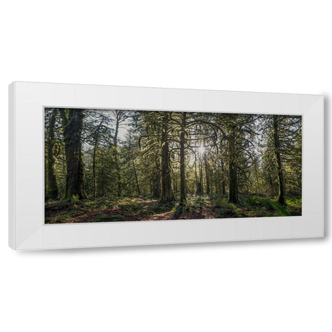 Woods IV White Modern Wood Framed Art Print by Kostka, Vladimir