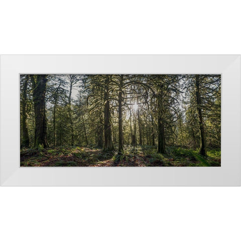 Woods IV White Modern Wood Framed Art Print by Kostka, Vladimir