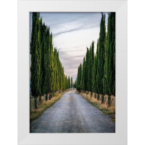 Cypresses White Modern Wood Framed Art Print by Kostka, Vladimir