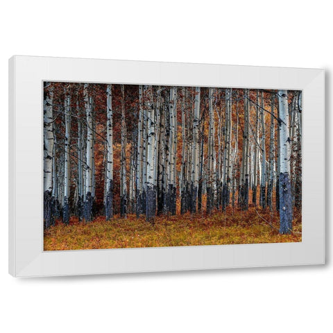 Birches White Modern Wood Framed Art Print by Kostka, Vladimir