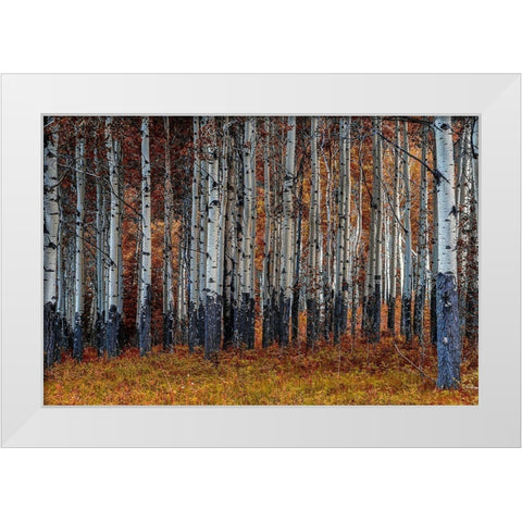 Birches White Modern Wood Framed Art Print by Kostka, Vladimir