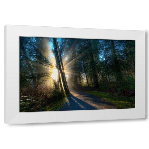 Sunlight Throught Trees White Modern Wood Framed Art Print by Kostka, Vladimir