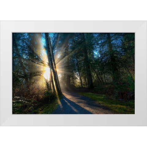 Sunlight Throught Trees White Modern Wood Framed Art Print by Kostka, Vladimir
