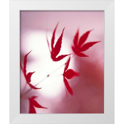 Arrangement Of The Leaves I White Modern Wood Framed Art Print by Weissing, Gerd