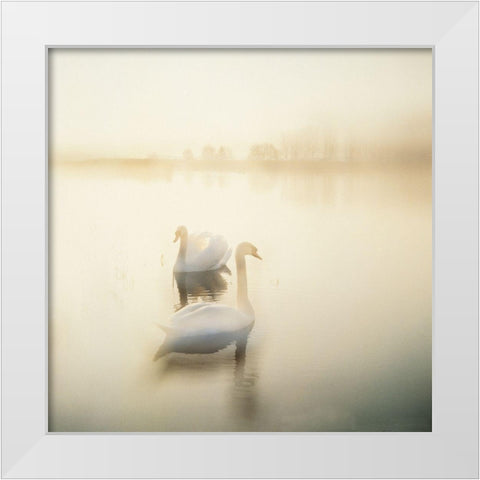 TWO SWANS White Modern Wood Framed Art Print by Weissing, Gerd