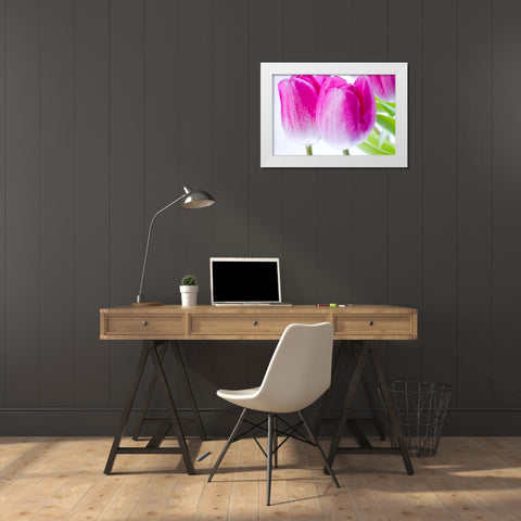 Pink II White Modern Wood Framed Art Print by Warminski