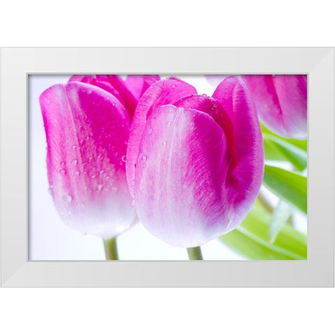 Pink II White Modern Wood Framed Art Print by Warminski