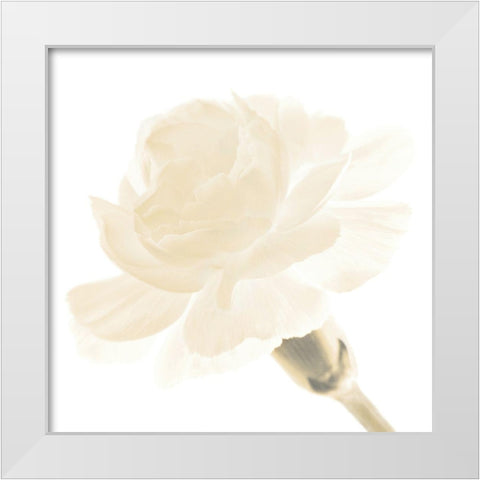 CARNATION I White Modern Wood Framed Art Print by Fossey, George