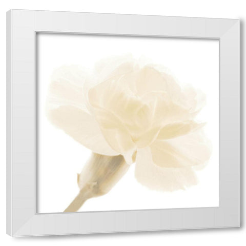 CARNATION II White Modern Wood Framed Art Print by Fossey, George