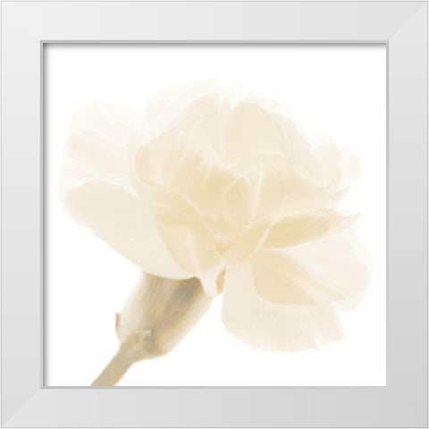 CARNATION II White Modern Wood Framed Art Print by Fossey, George