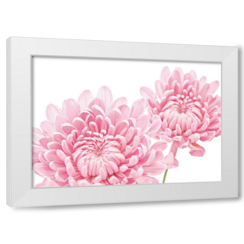 CHRYSANTHEMUM IN BLOOM White Modern Wood Framed Art Print by Fossey, George