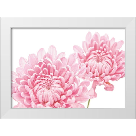 CHRYSANTHEMUM IN BLOOM White Modern Wood Framed Art Print by Fossey, George