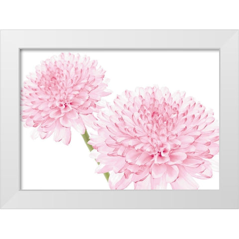 DAHLIA IN BLOOM White Modern Wood Framed Art Print by Fossey, George