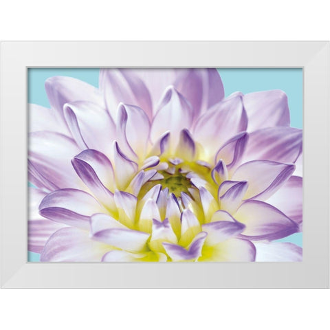 DAHLIA IN TEAL I White Modern Wood Framed Art Print by Fossey, George