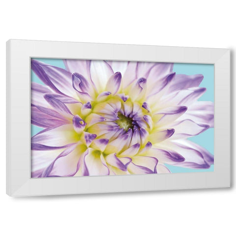 DAHLIA IN TEAL II White Modern Wood Framed Art Print by Fossey, George