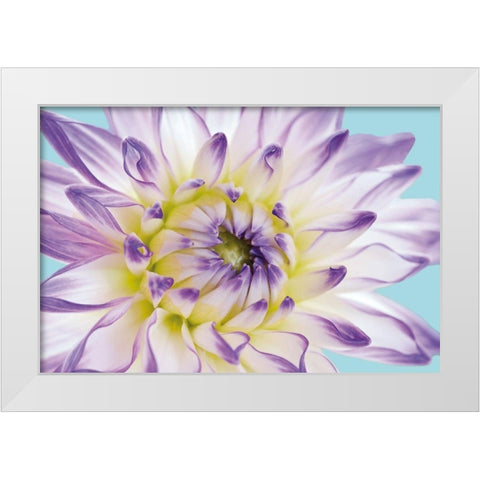 DAHLIA IN TEAL II White Modern Wood Framed Art Print by Fossey, George