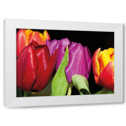 TULIPS ON BLACK White Modern Wood Framed Art Print by Witt, Sibylle