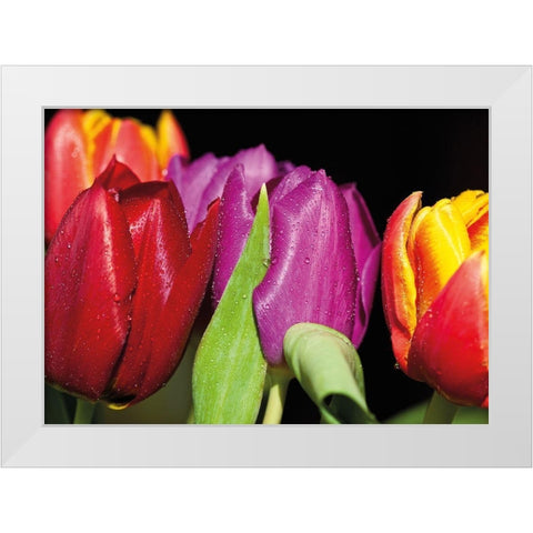 TULIPS ON BLACK White Modern Wood Framed Art Print by Witt, Sibylle
