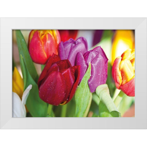 NATURAL TULIPS White Modern Wood Framed Art Print by Witt, Sibylle