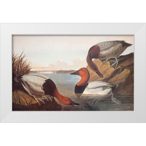 Canvas-Backed Duck White Modern Wood Framed Art Print by Audubon, John James