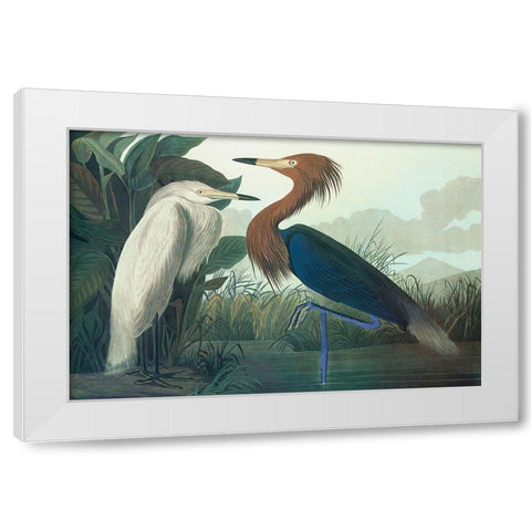 Purple Heron White Modern Wood Framed Art Print by Audubon, John James