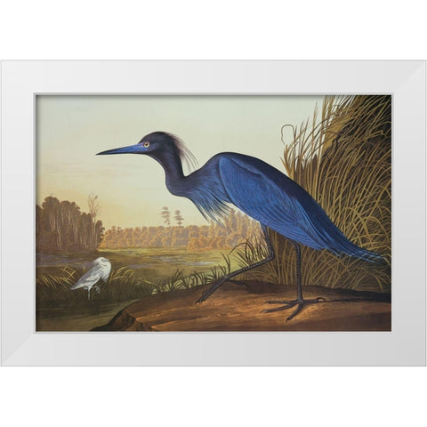 Blue Crane Or Heron White Modern Wood Framed Art Print by Audubon, John James