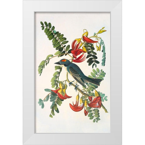 Gray Tyrant White Modern Wood Framed Art Print by Audubon, John James