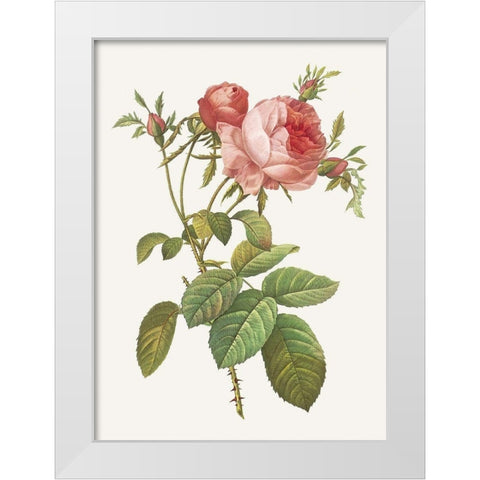 Rosa Centrifolia Foliacea White Modern Wood Framed Art Print by Redoute, Pierre Joseph