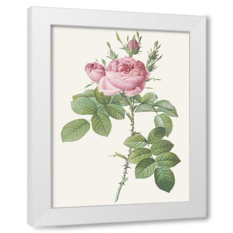 Rosa Bifera Officinalis White Modern Wood Framed Art Print by Redoute, Pierre Joseph