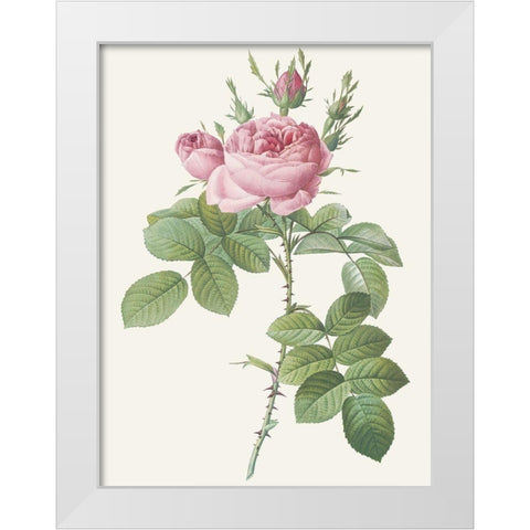 Rosa Bifera Officinalis White Modern Wood Framed Art Print by Redoute, Pierre Joseph