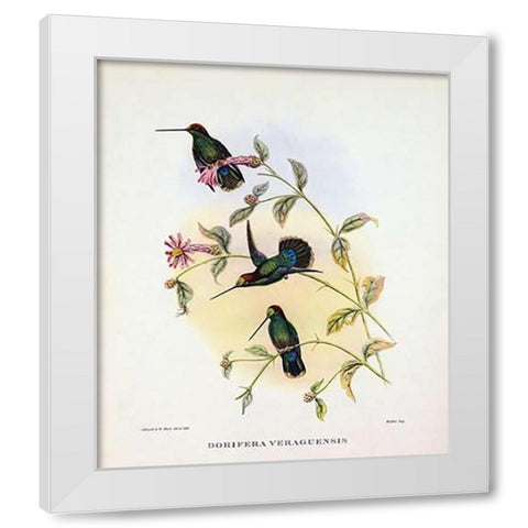 Dorifera Veraguensis White Modern Wood Framed Art Print by Ashley, Aaron