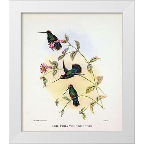 Dorifera Veraguensis White Modern Wood Framed Art Print by Ashley, Aaron