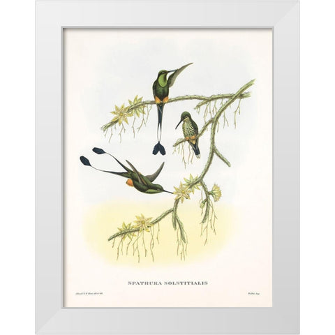 Spathura Solstitialis White Modern Wood Framed Art Print by Ashley, Aaron