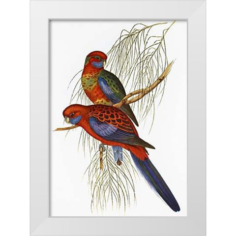 Platycercus Pennantii White Modern Wood Framed Art Print by Ashley, Aaron