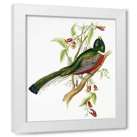 Trogon Ambiguus White Modern Wood Framed Art Print by Ashley, Aaron