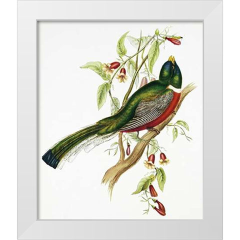 Trogon Ambiguus White Modern Wood Framed Art Print by Ashley, Aaron