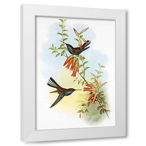 UroMuseumoa Bougieri White Modern Wood Framed Art Print by Ashley, Aaron